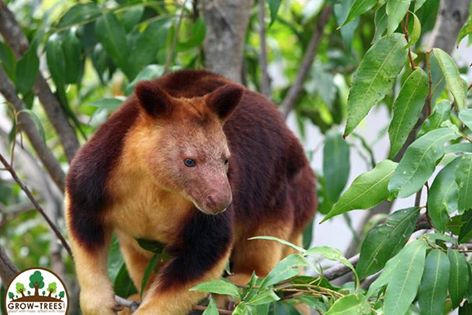Tree kangaroo