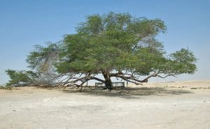 Tree of Life in Bahrain