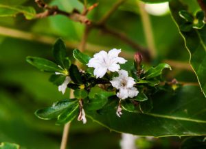 Tree of a Thousand Stars