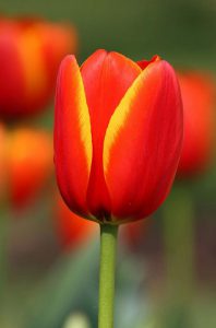 Tulip