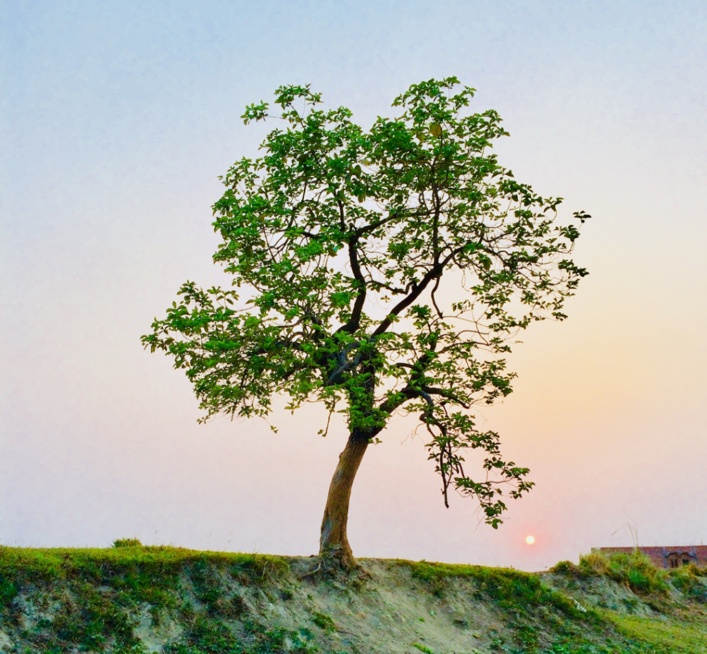 the era of global boiling- Carbon Sequestration 