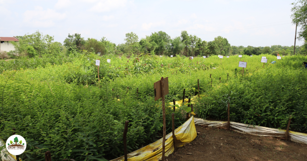 planting of trees- Nursery