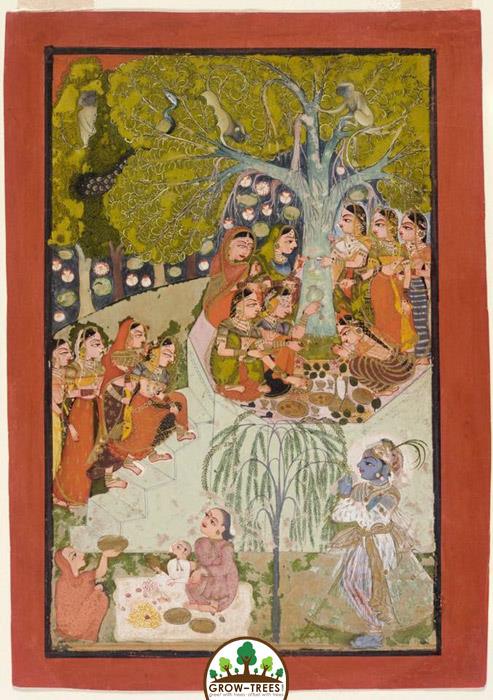 Vad Purnima - Worship of Trees!