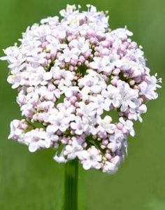 Valerian