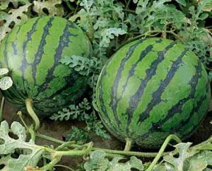 Watermelon