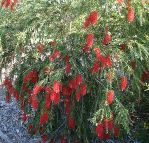 Weeping Bottlebrush