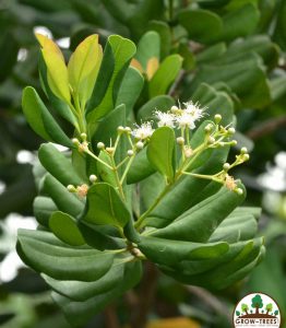 West-Indian-Bay-Leaf