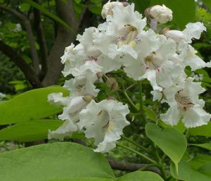 Western Catalpa