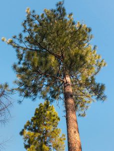 Western Yellow Pine