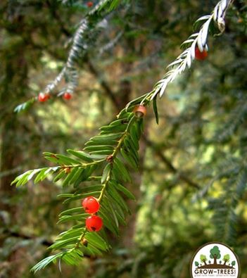Western Yew