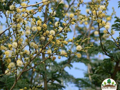 White Bark Acacia