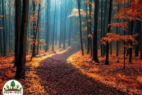 White Carpathians trail