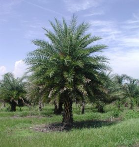 Wild Date Palm