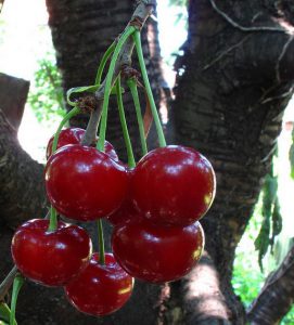 Wild or Sour Cherry