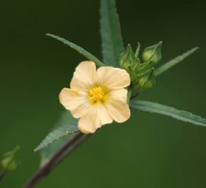 Wireweed flowers