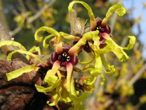 Witch Hazel