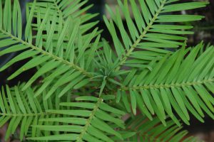 Wollemi pine