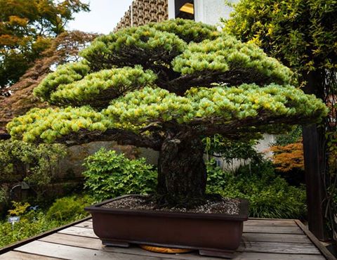 Yamaki Pine