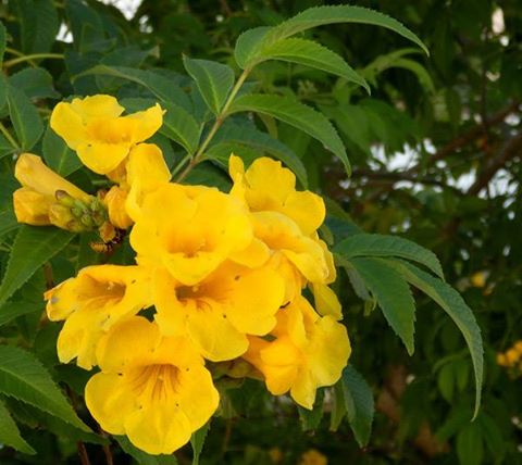 Yellow Bells