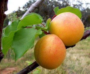 apricot