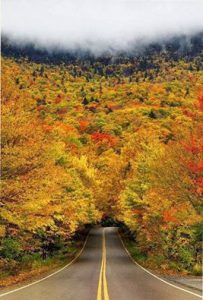 beautiful tree tunnel