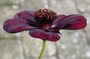 chocolate scented flower