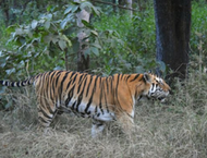 In India, Agroforestry Is a Win for Both Tigers and Villagers - Scientific American